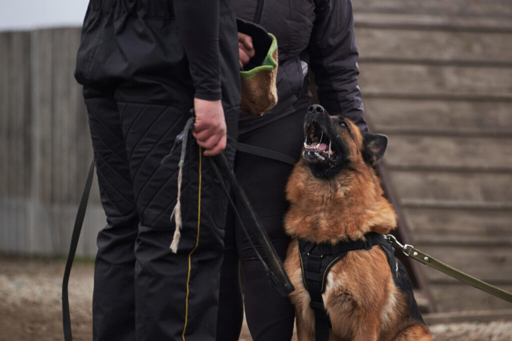 chien securite cynophile